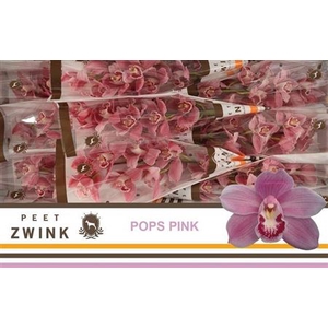 Cymb T Pops Pink