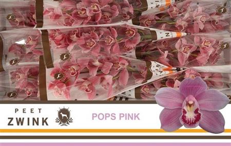 <h4>Cymb T Pops Pink</h4>