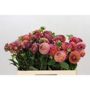 Dahlia Caitlin's Joy