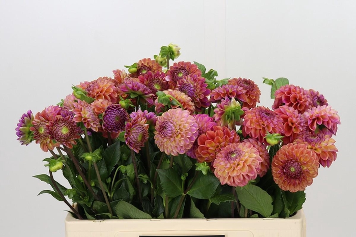 <h4>Dahlia Caitlin's Joy</h4>