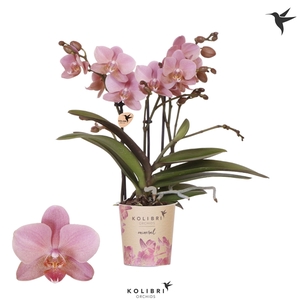 Phalaenopsis Multifloratypes Anthura Treviso