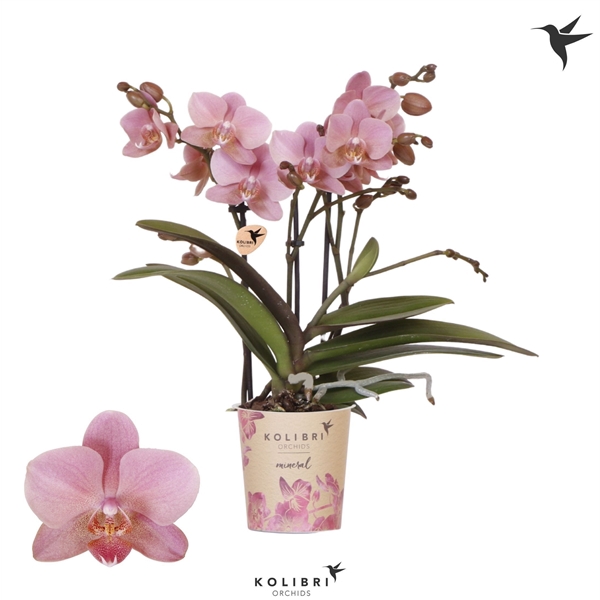 <h4>Phalaenopsis Multifloratypes Anthura Treviso</h4>