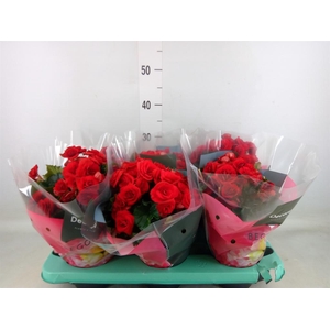 Begonia elat. DU 'Baladin'