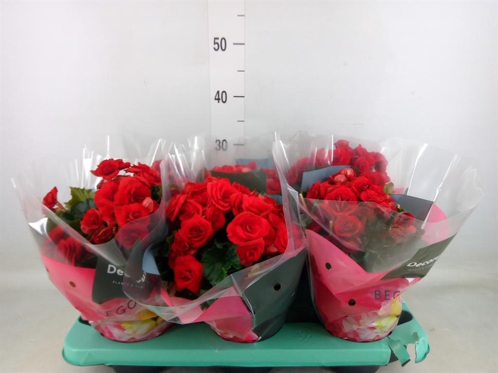 <h4>Begonia elat. DU 'Baladin'</h4>