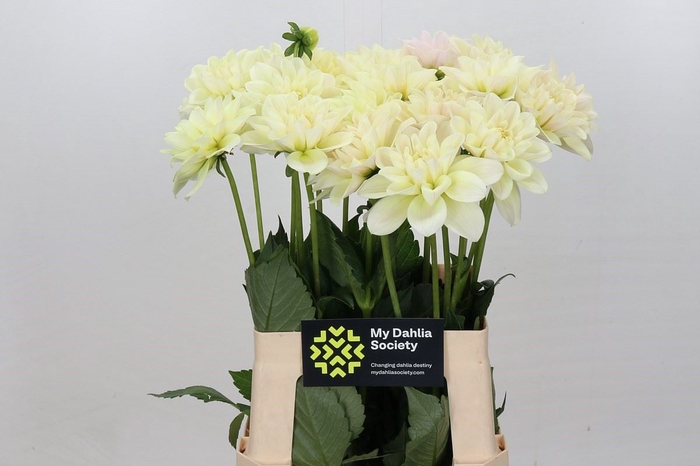 Dahlia DE 'Champagne'