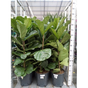 Ficus lyrata
