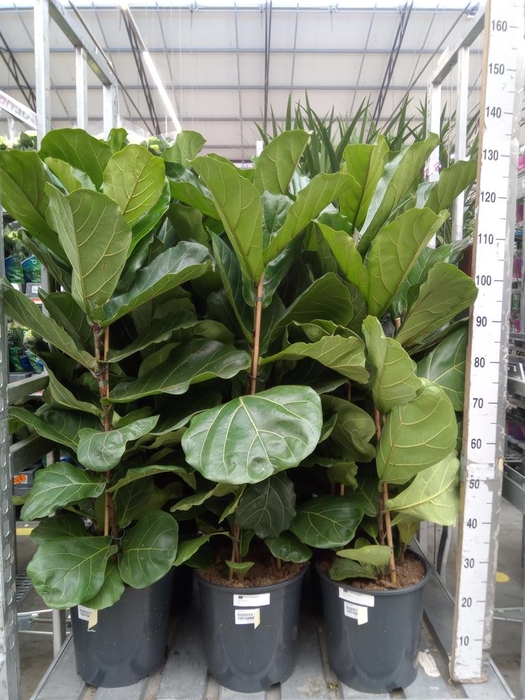 <h4>Ficus lyrata</h4>