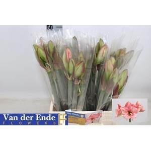AMARYLLIS DOUBLE PINK