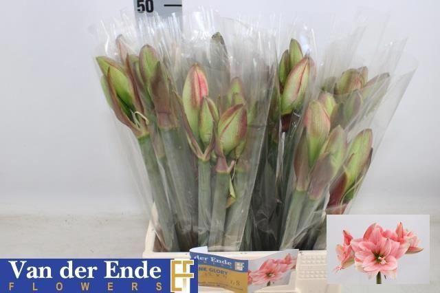 <h4>AMARYLLIS DOUBLE PINK</h4>