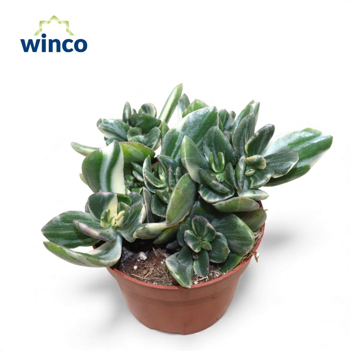 Crassula Ovata Variegata