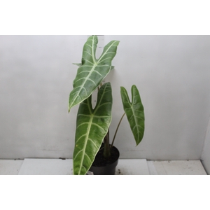 ALOCASIA LONGILOBA P17
