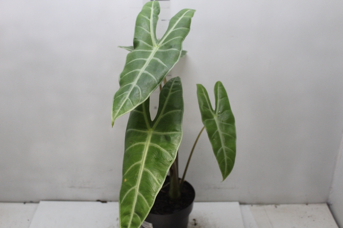 <h4>ALOCASIA LONGILOBA P17</h4>