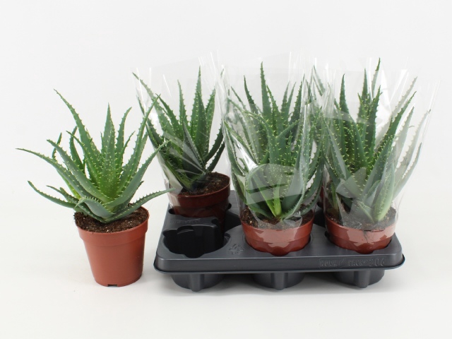 <h4>ALOE ARBORESCENS</h4>