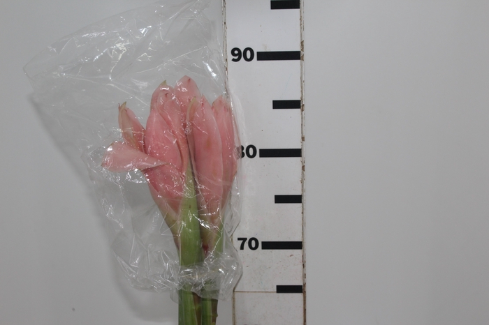 <h4>BASTAO IMPERADOR ROSA</h4>