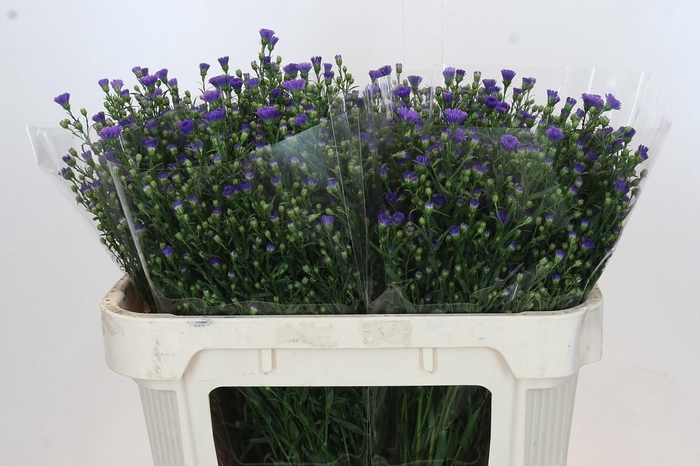 <h4>Aster Casamare</h4>