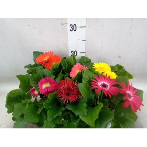 Gerbera  'Colourgame'   ...mix