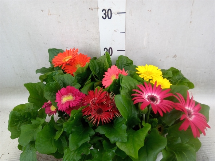 <h4>Gerbera  'Colourgame'   ...mix</h4>