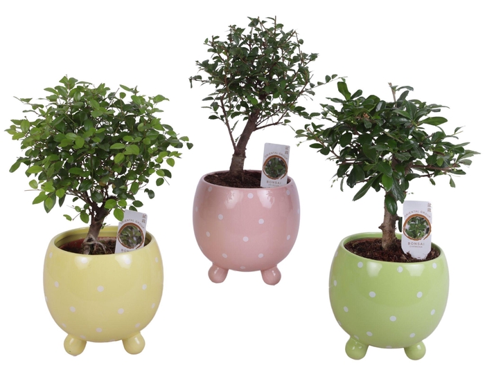 <h4>Bonsai Indoor Mix Ø12cm Ball Shape in Ø14cm Ball Dots Pot</h4>