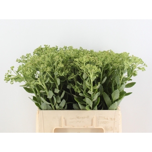 SEDUM HERBSTFREUDE