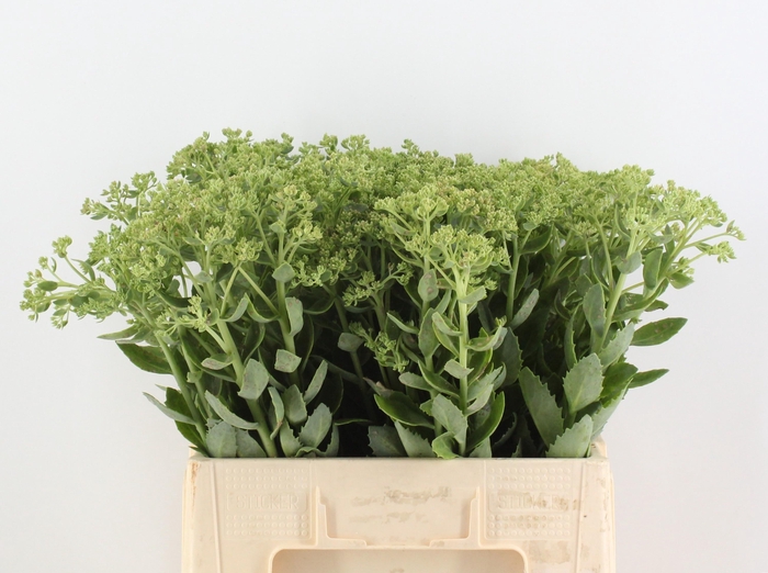<h4>SEDUM HERBSTFREUDE</h4>