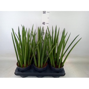 Sansevieria cyl.  ...