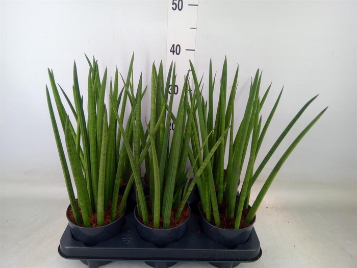 <h4>Sansevieria cyl.  ...</h4>