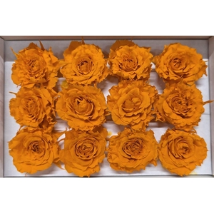 Ro Pres Rom Mini Orange