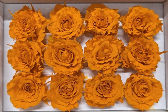 <h4>Ro Pres Rom Mini Orange</h4>