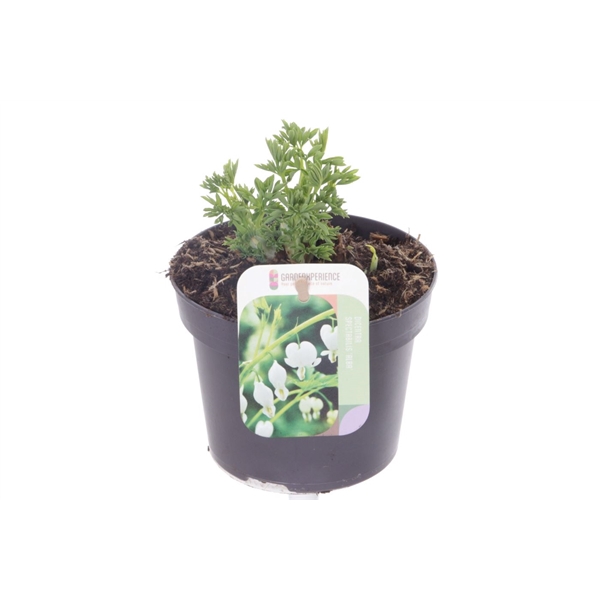 <h4>Dicentra spectabilis Alba</h4>