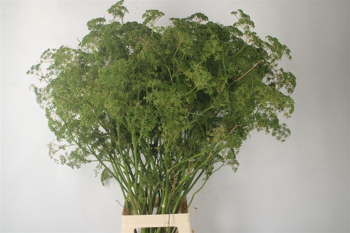 <h4>FERULE VENKEL EXTRA PER STEM*</h4>