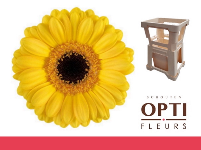 <h4>GE MI DELMONTE-Water</h4>