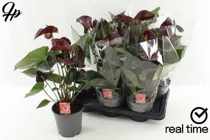 <h4>ANTHU FL TRANQUILLO</h4>