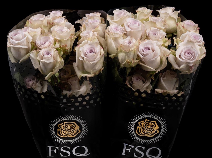 <h4>R GR Andrea</h4>