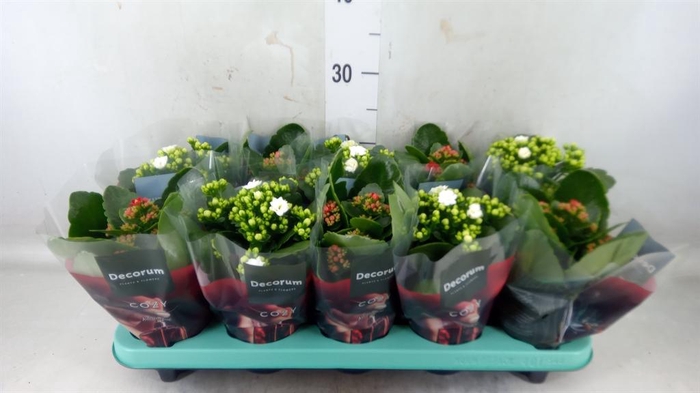 <h4>Kalanchoe blos. ..rosebud mix 2</h4>
