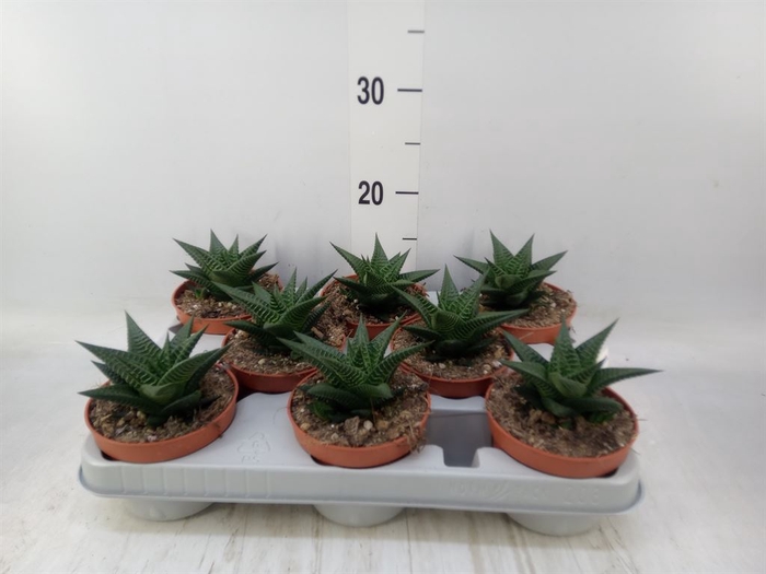 <h4>Haworthia limifolia</h4>