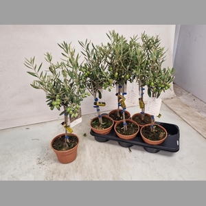 OLEA EUROPAEA