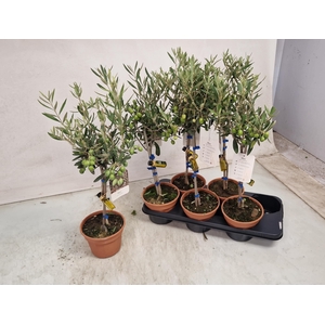 OLEA EUROPAEA