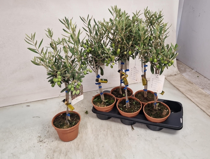 <h4>OLEA EUROPAEA</h4>