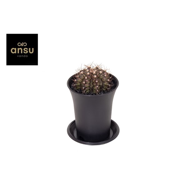 <h4>Gymno Cactus 'T-Rex Hybrid'</h4>