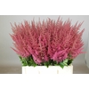 Astilbe Else Schluck