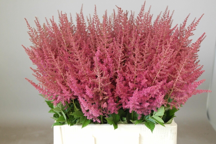 <h4>Astilbe Else Schluck</h4>