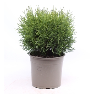 Thuja occidentalis 'Tiny Tim'