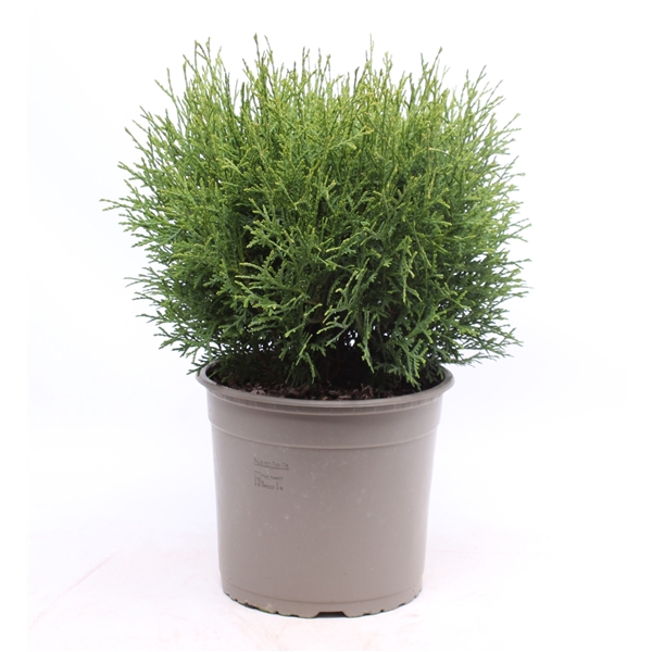 <h4>Thuja occidentalis 'Tiny Tim'</h4>