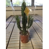 Euphorbia overig