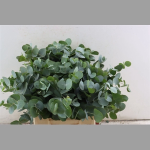 Euca Cinerea 45 Cm P Stem