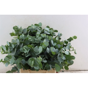 Euca Cinerea 45 Cm P Stem