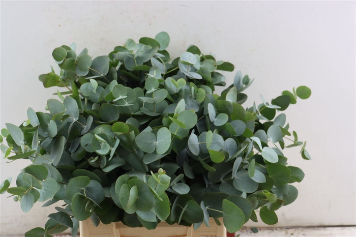<h4>Euca Cinerea 45 Cm P Stem</h4>