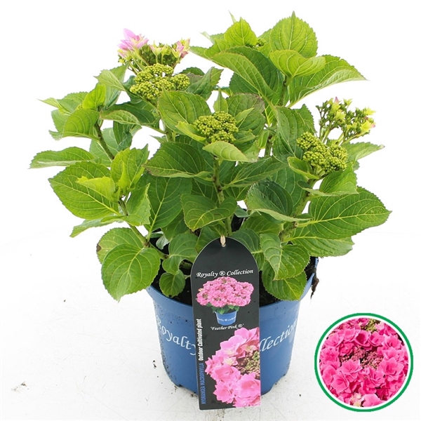 <h4>Hydrangea macr. Royalty® Feather Pink</h4>