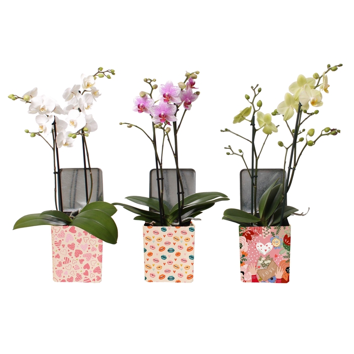 <h4>Phal. Multi 2-tak mix in BGC179 Blik Valentijn/Moederdag</h4>