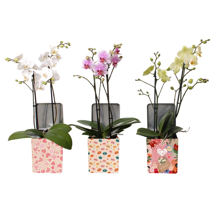 <h4>Phal. Multi 2-tak mix in BGC179 Blik Valentijn/Moederdag</h4>